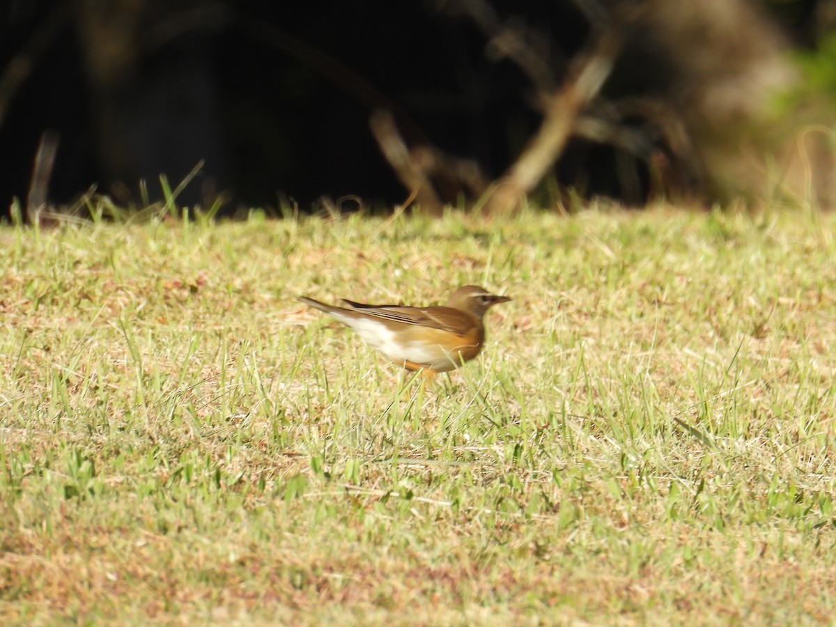 Eyebrowed Thrush - ML627762728