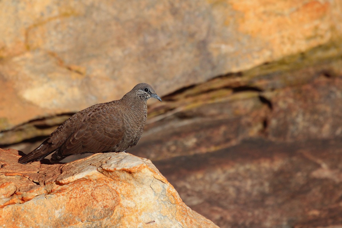 White-quilled Rock-Pigeon - ML627762744