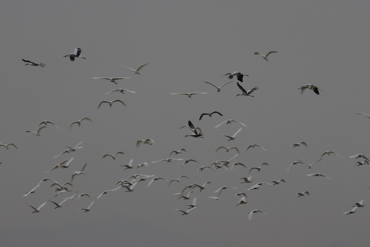 volavka bílá - ML627762832