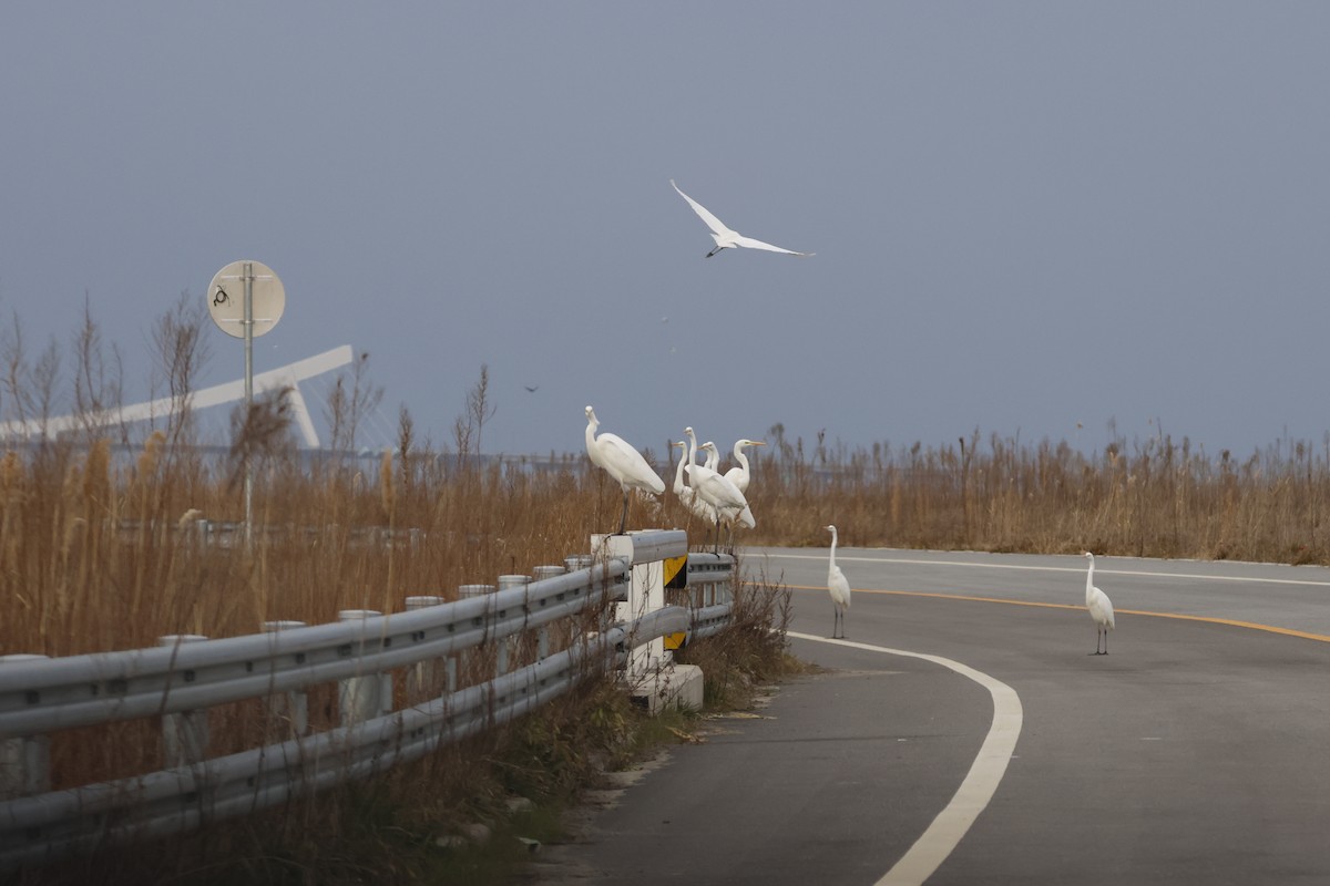 volavka bílá - ML627762833