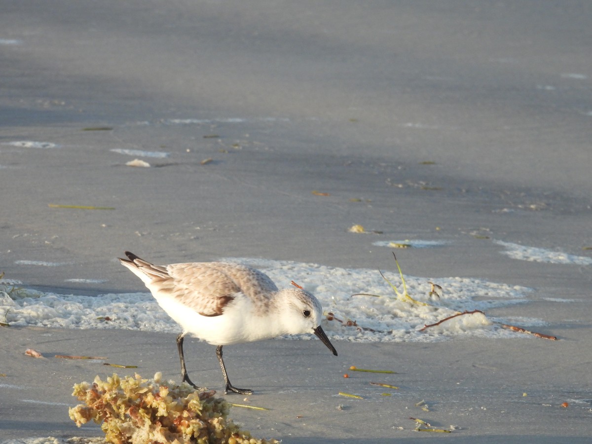 Sanderling - ML627762834