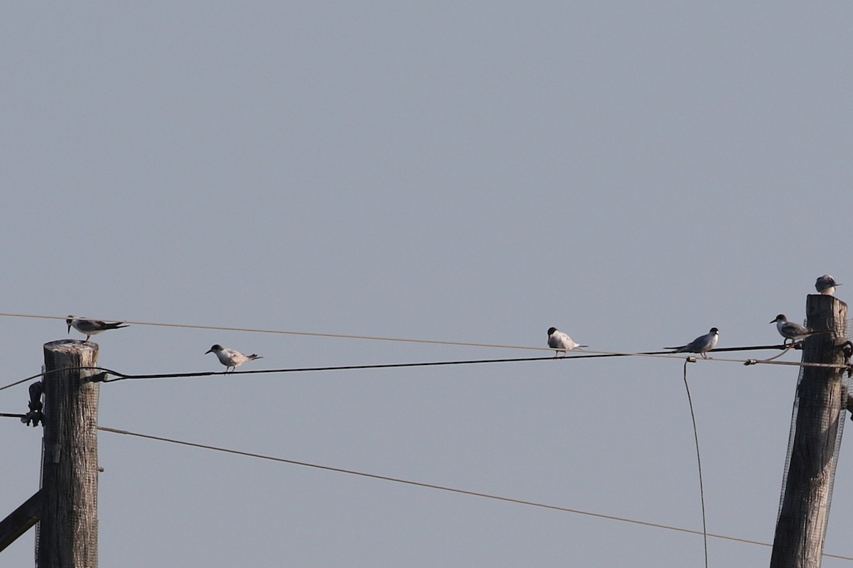 Forster's Tern - ML627762847