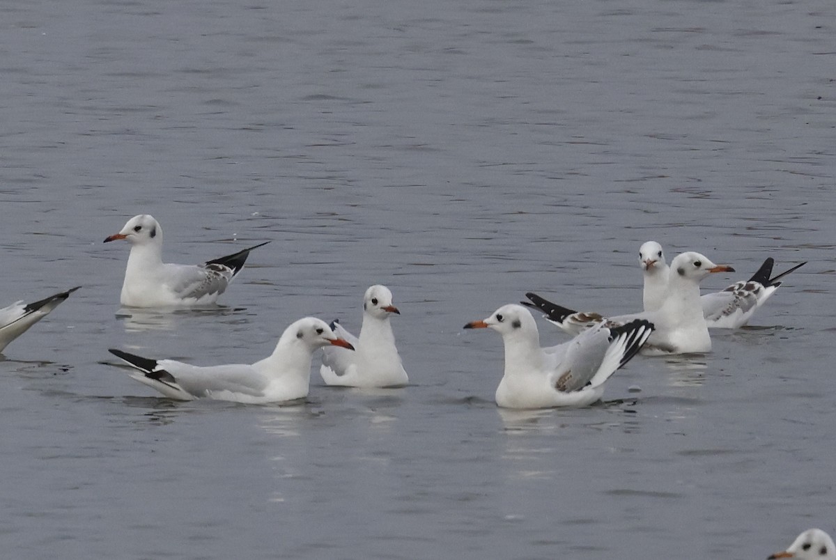 racek chechtavý - ML627762859