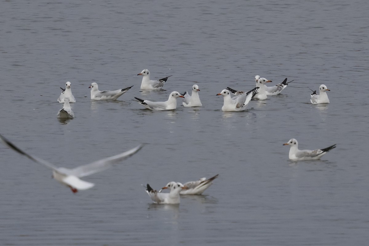 racek chechtavý - ML627762860