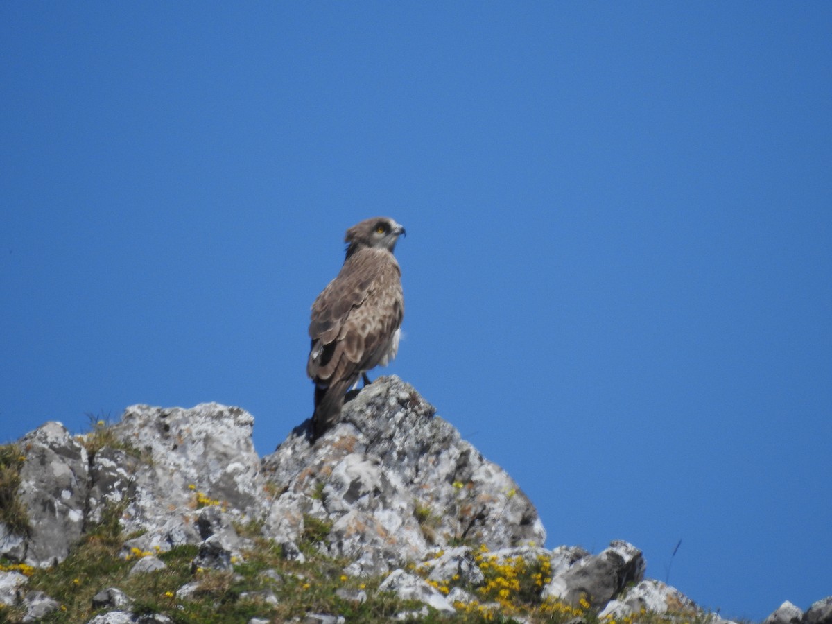 Могойч загалай - ML627762931