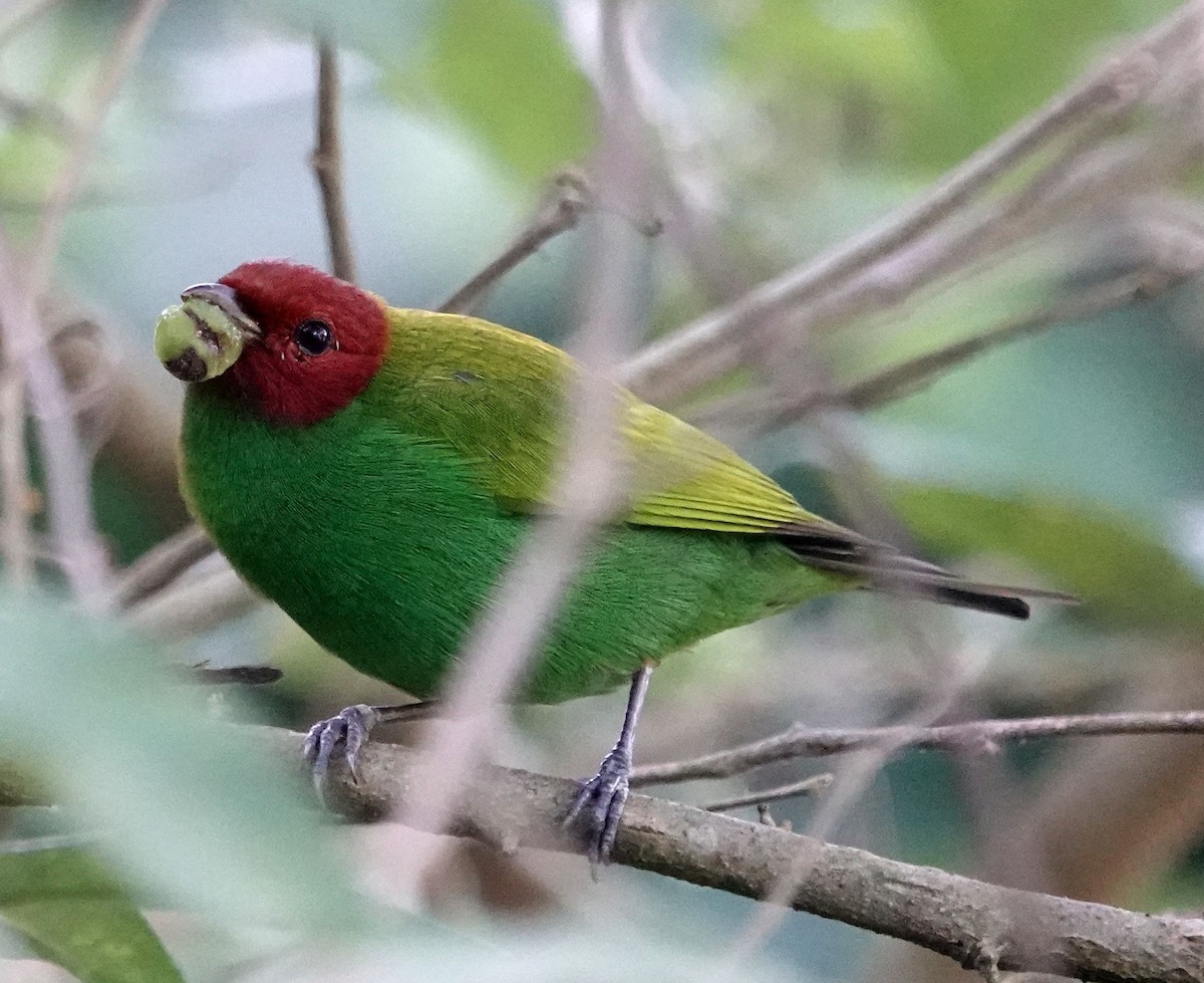 Bay-headed Tanager - ML627762972