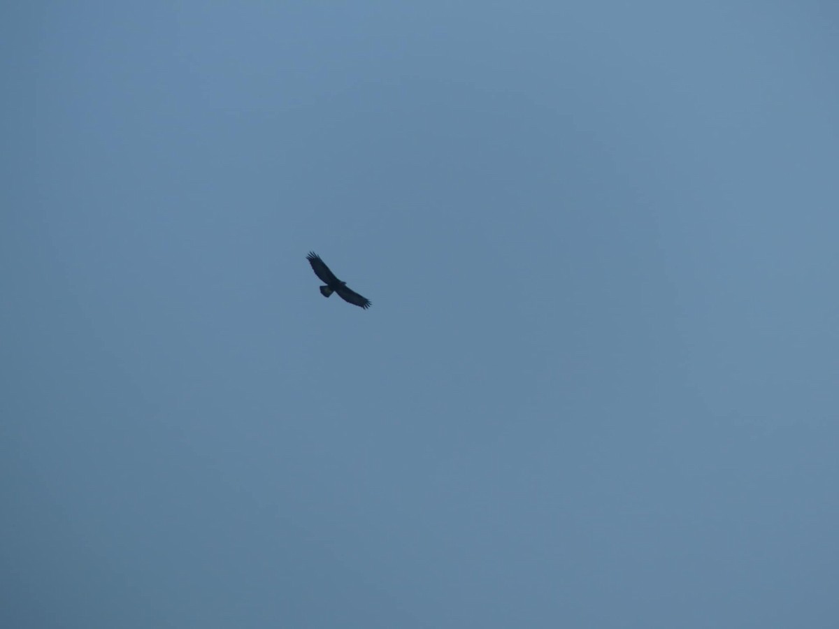 Golden Eagle - ML627763018