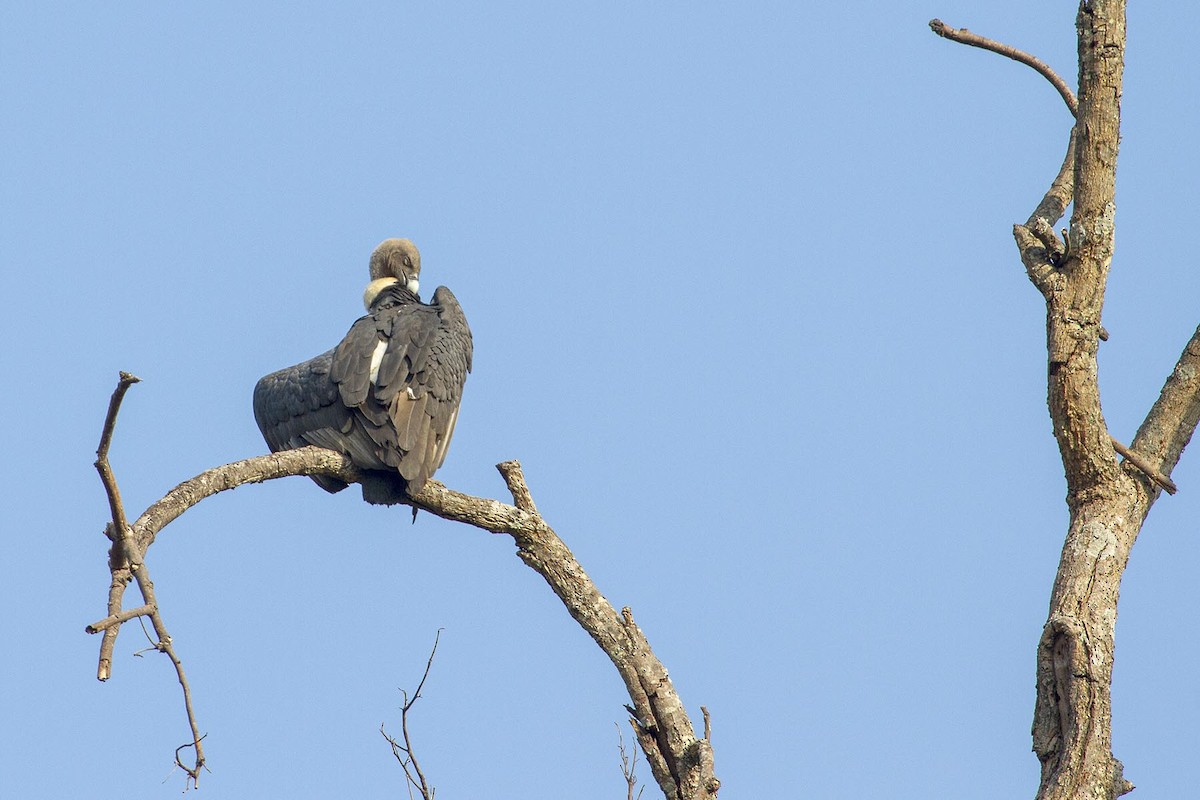 White-rumped Vulture - ML627763144