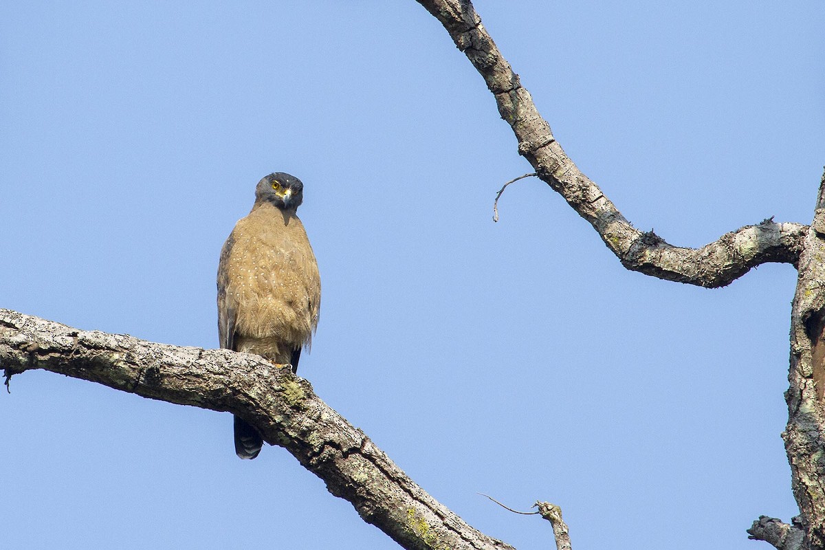 Crested Serpent-Eagle - ML627763153