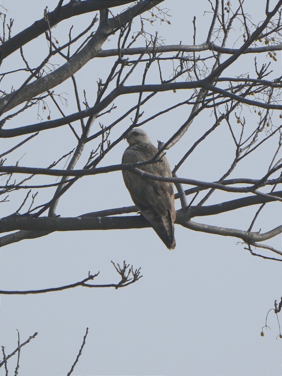 Upland Buzzard - ML627763342