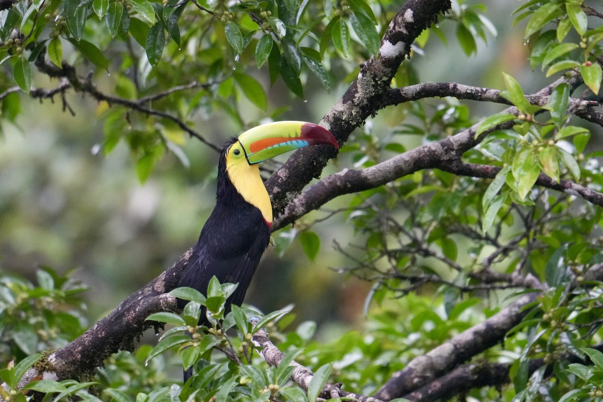 Keel-billed Toucan - ML627763383