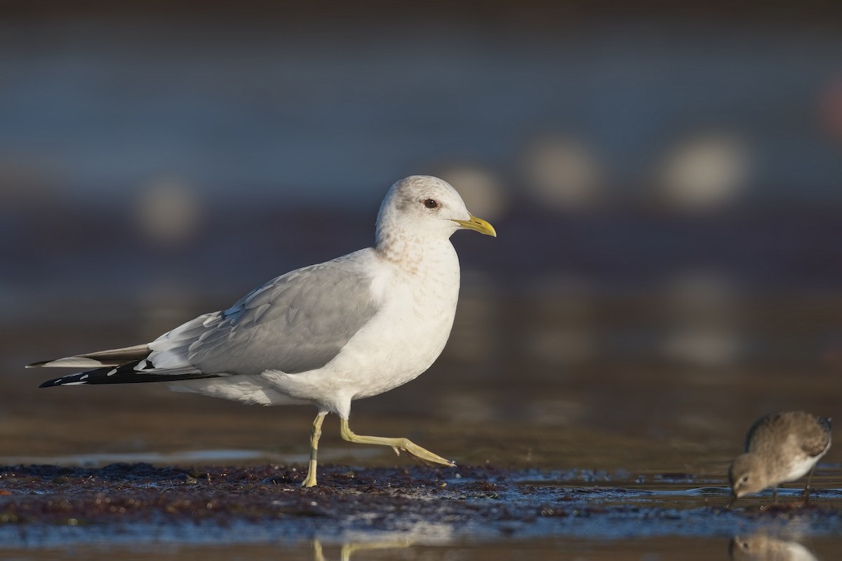 Short-billed Gull - ML627763453