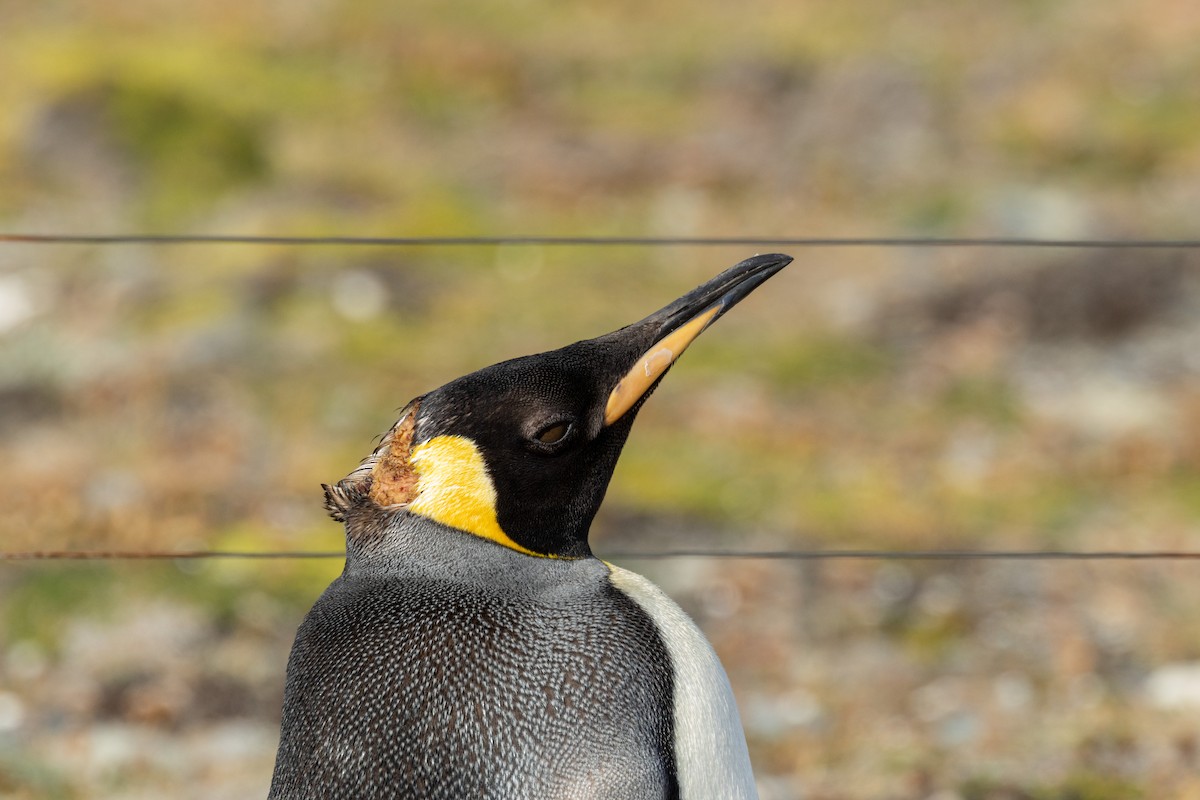 King Penguin - ML627763494