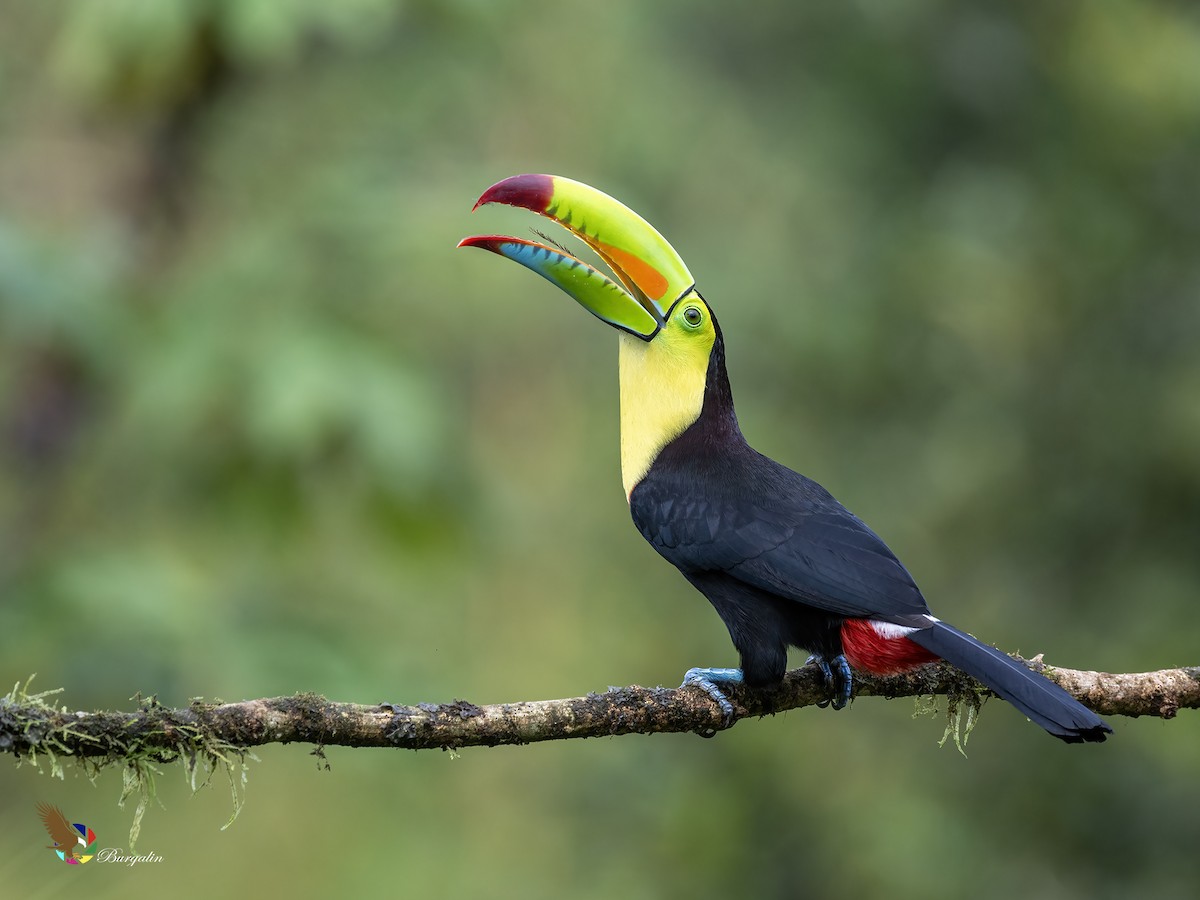 Keel-billed Toucan - ML627763497