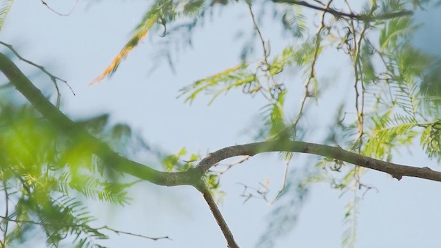 Flammulated Flycatcher - ML627763559