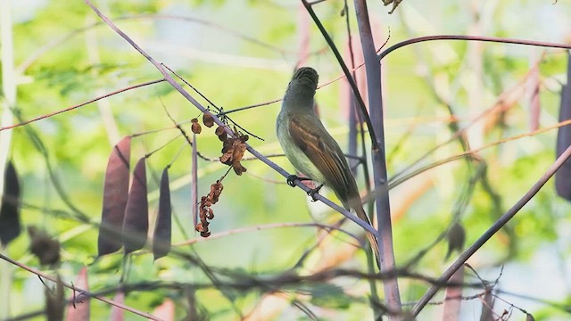 Flammulated Flycatcher - ML627763564