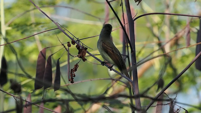 Flammulated Flycatcher - ML627763566
