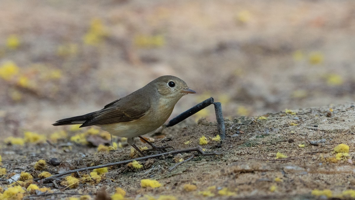 Zwergschnäpper - ML627763603