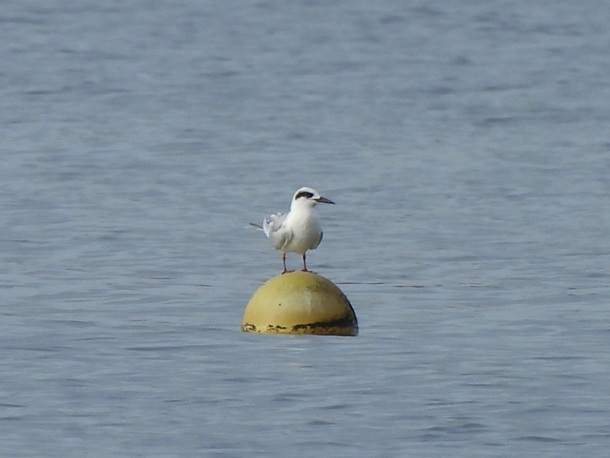 Forster's Tern - ML627763658