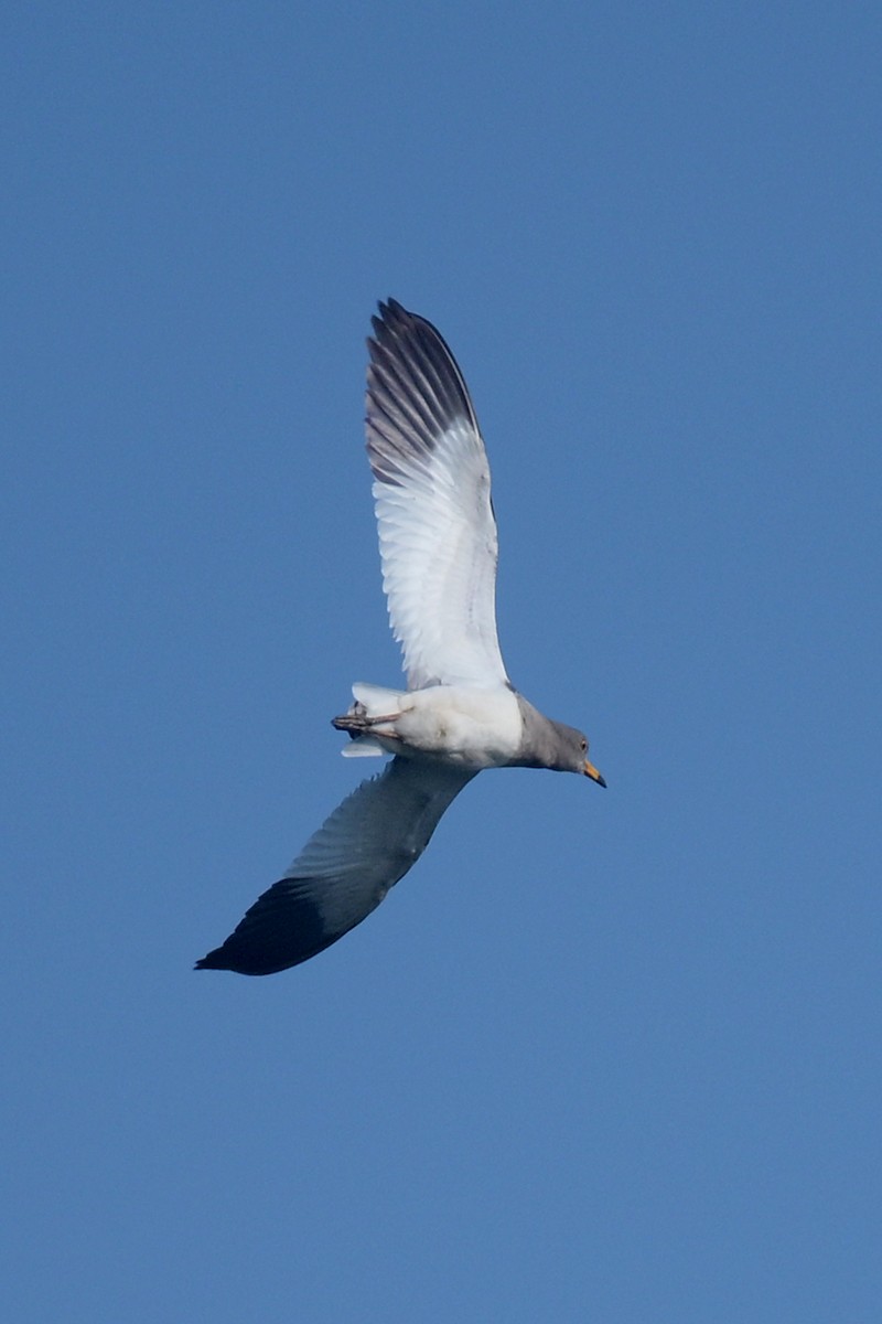 Graukopfkiebitz - ML627763668