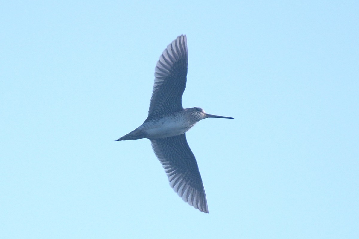 Spießbekassine - ML627763681