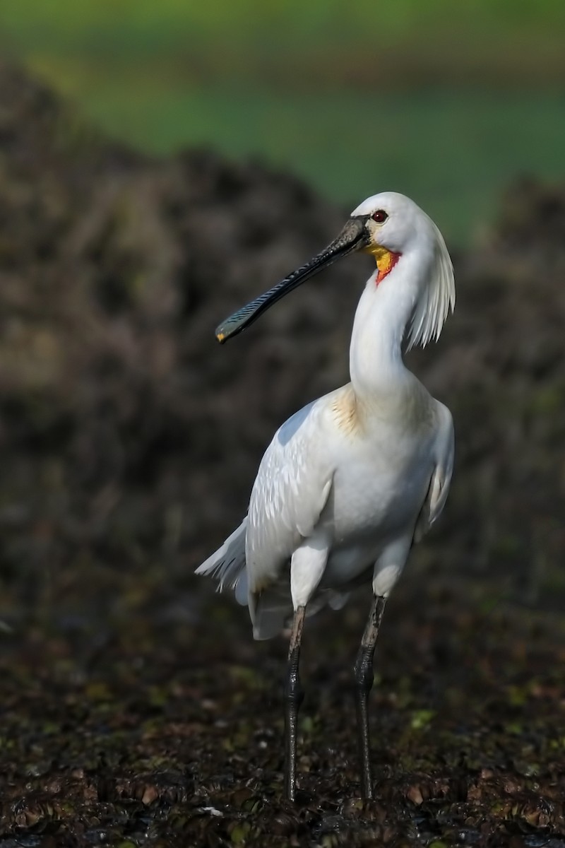 Löffler - ML627763685