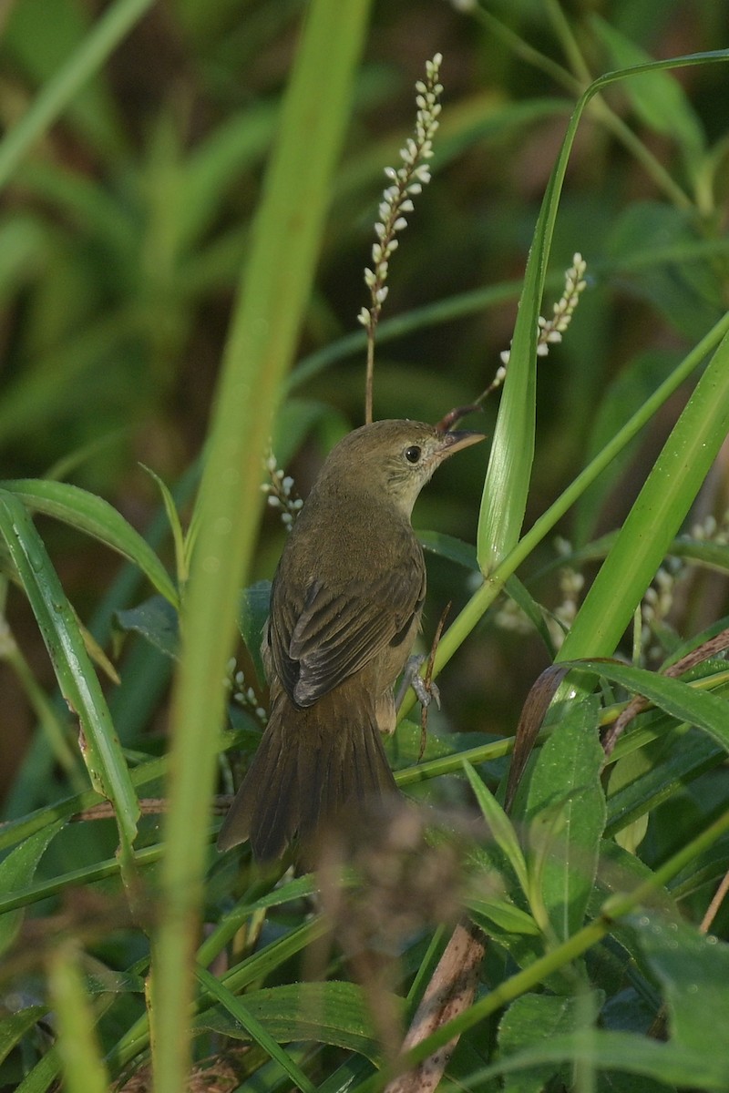 Dickschnabelspötter - ML627763691