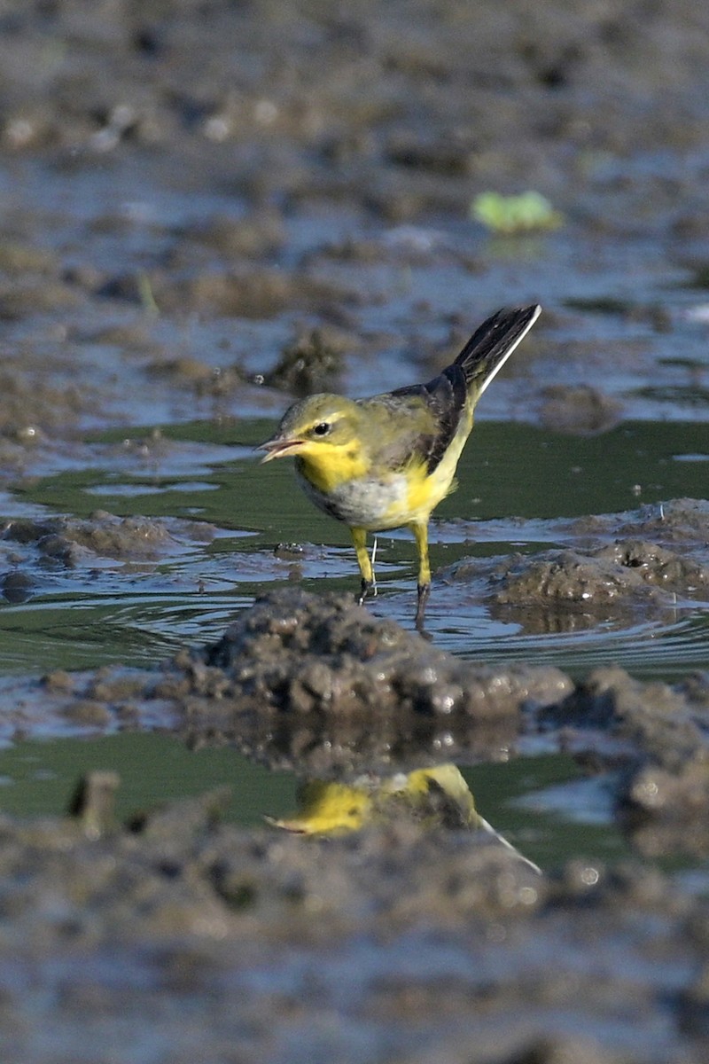 Schaf-/Tschuktschenstelze - ML627763711