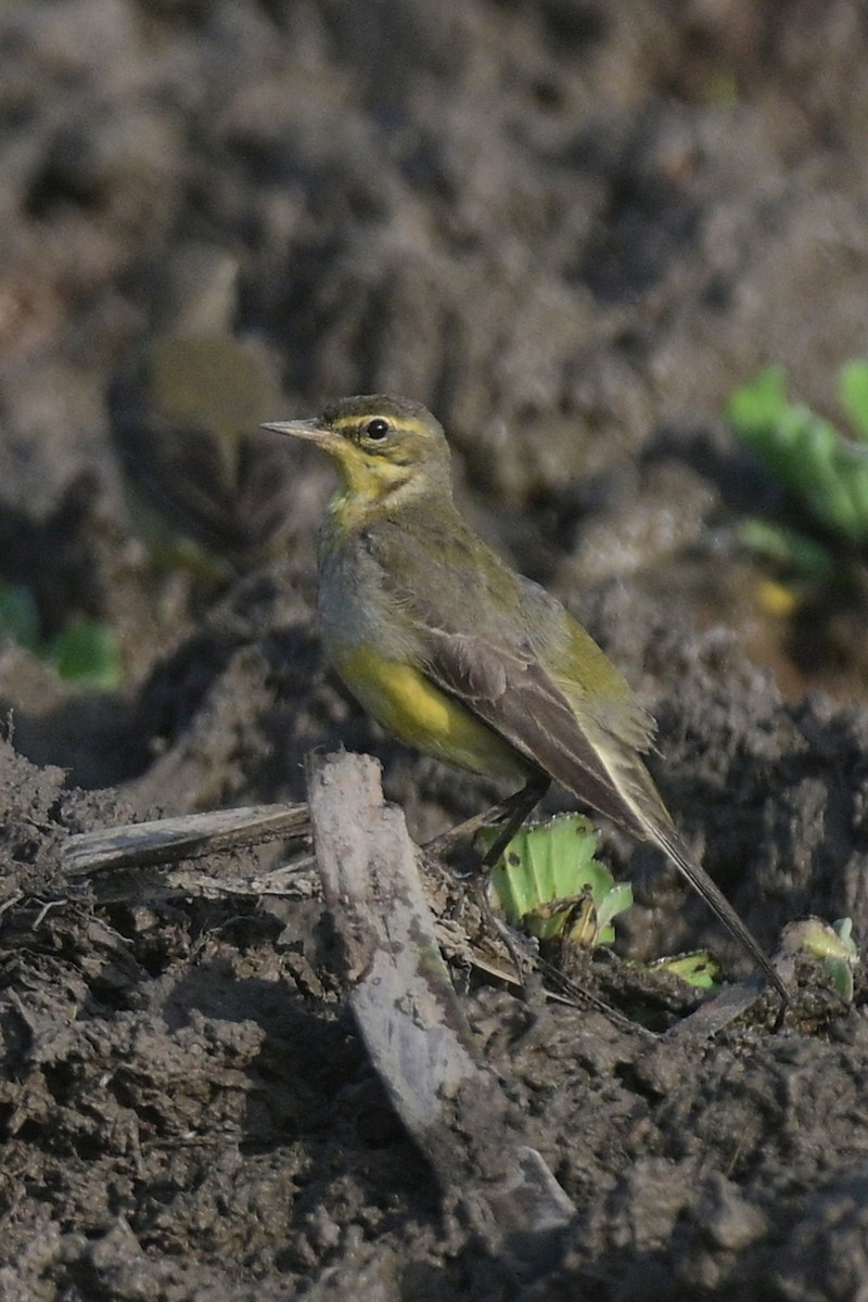 Schaf-/Tschuktschenstelze - ML627763712