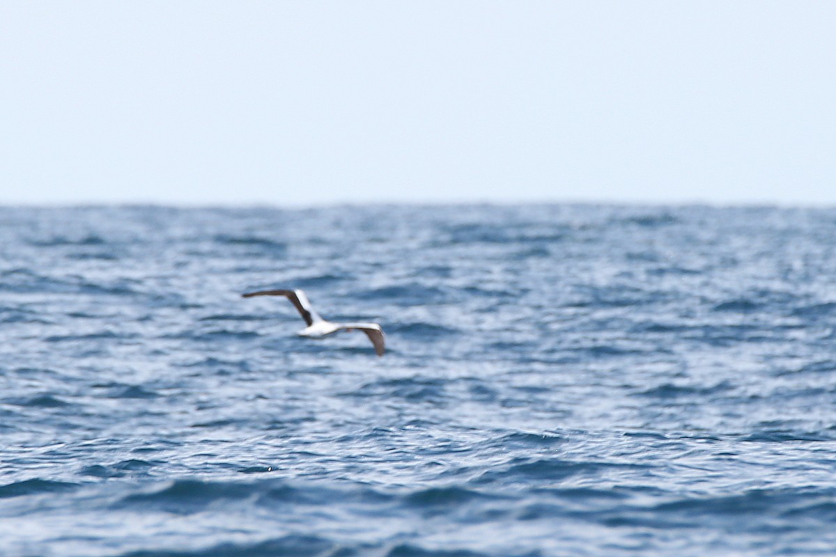 Nazca Booby - ML627763754