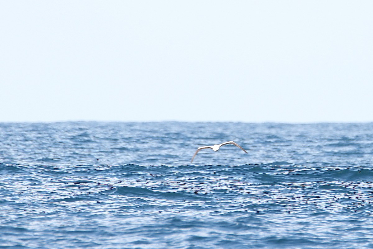 Nazca Booby - ML627763755