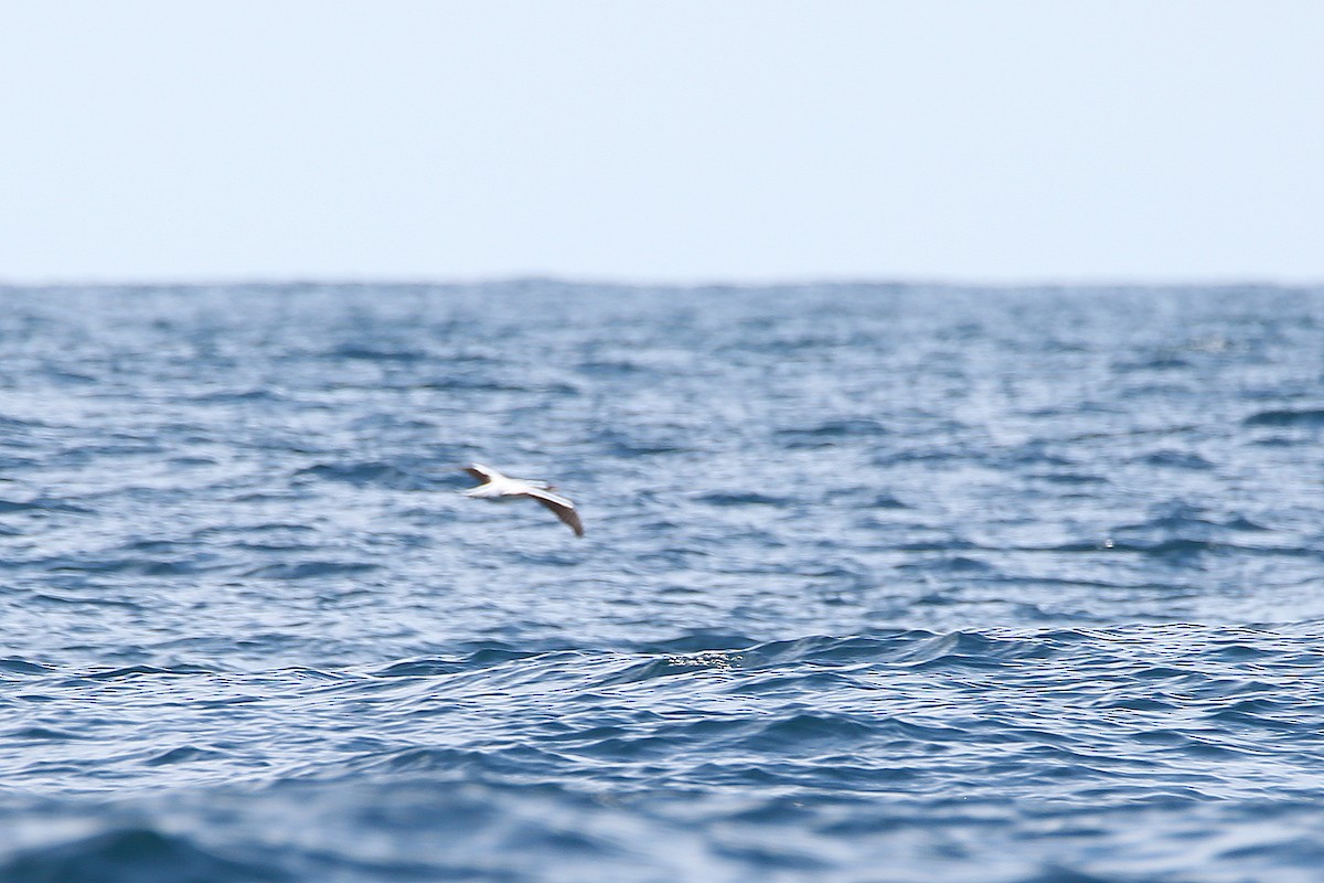 Nazca Booby - ML627763756