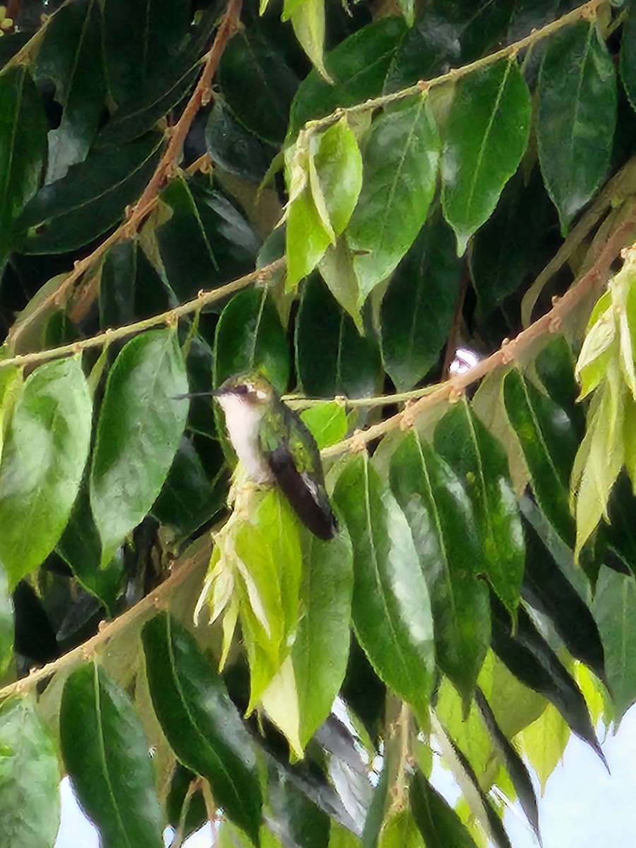 Red-billed Emerald - ML627763883