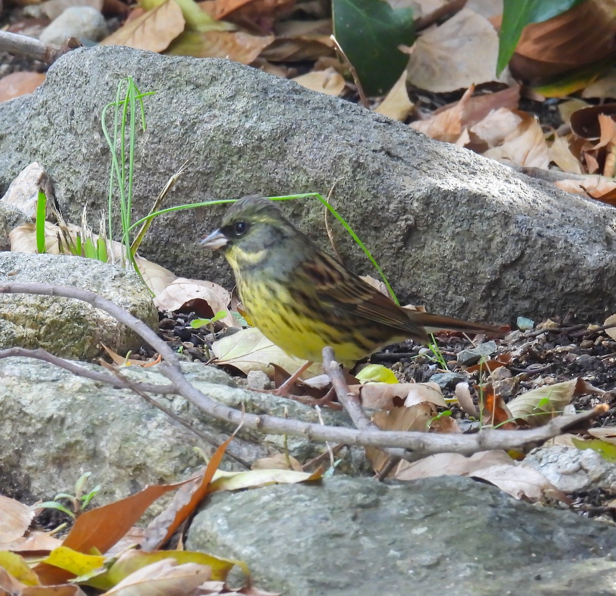 Black-faced/Masked Bunting - ML627763948