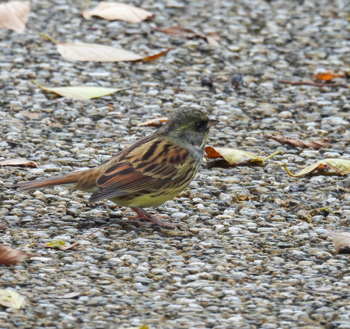 Black-faced/Masked Bunting - ML627763949
