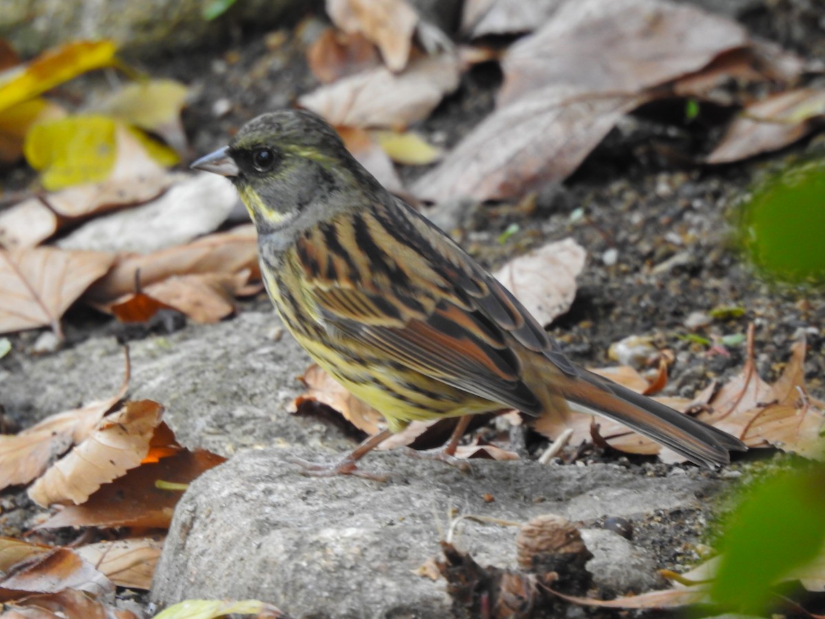 Black-faced/Masked Bunting - ML627763957
