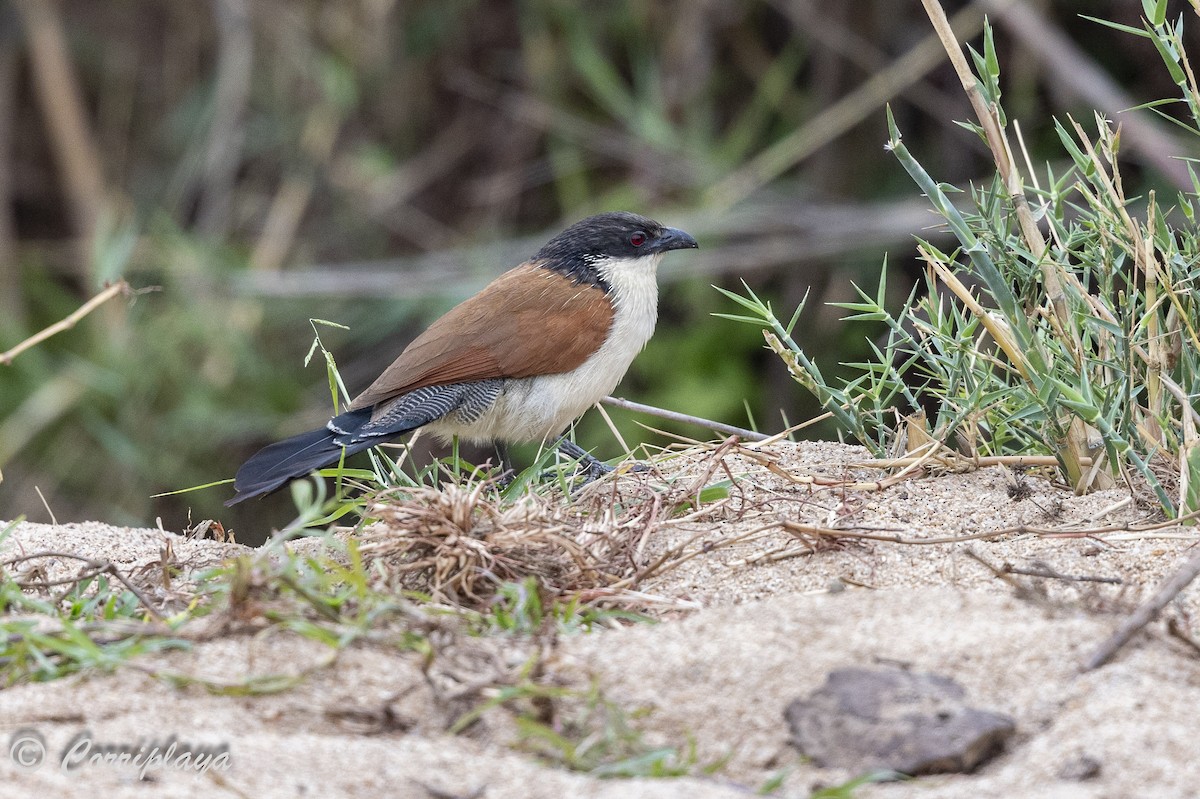 Burchell's Coucal - ML627764026