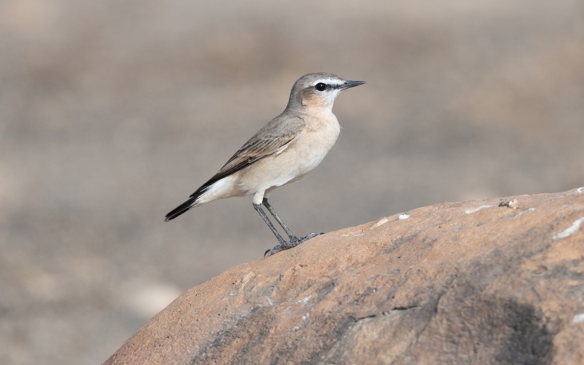 Isabelline Wheatear - ML627764045