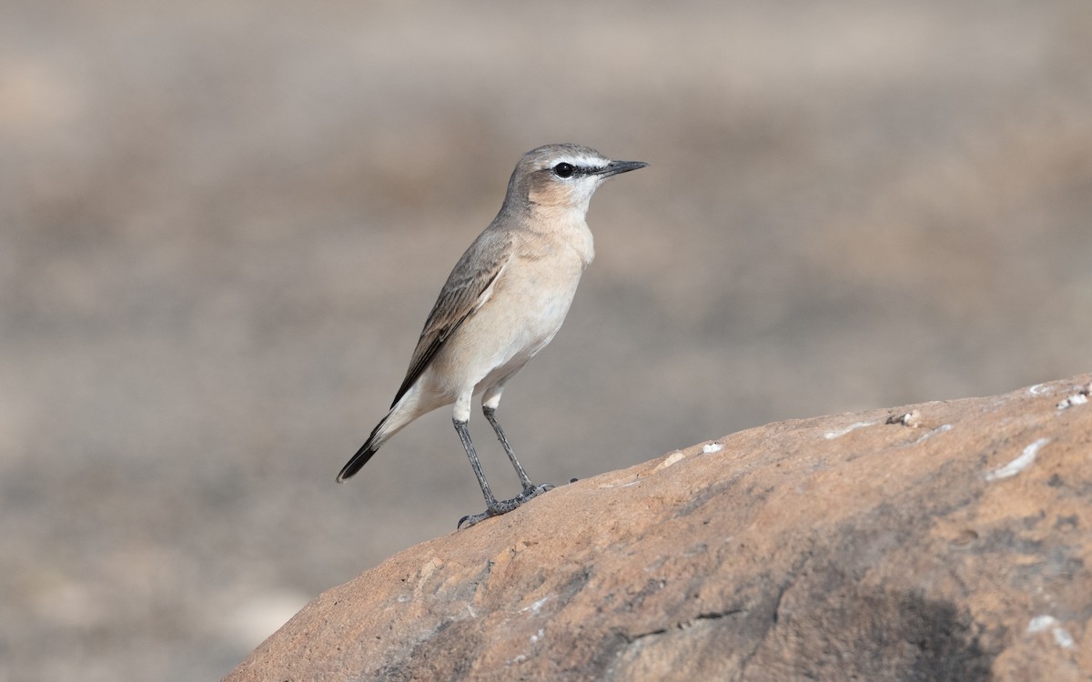 Isabelline Wheatear - ML627764046