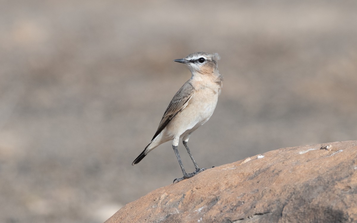 Isabelline Wheatear - ML627764047