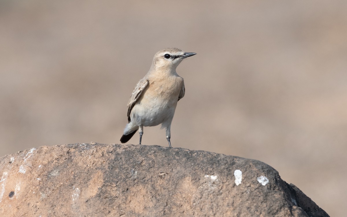 Isabelline Wheatear - ML627764048