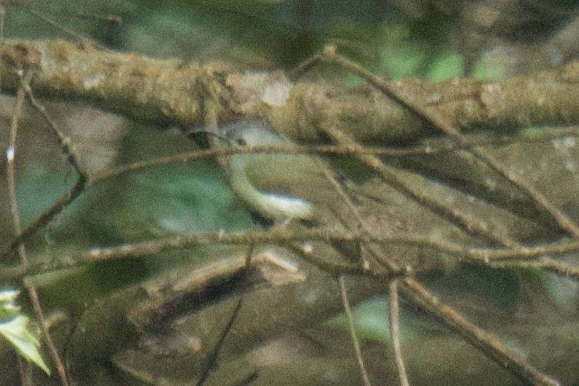 Black-throated Sunbird - ML627764075