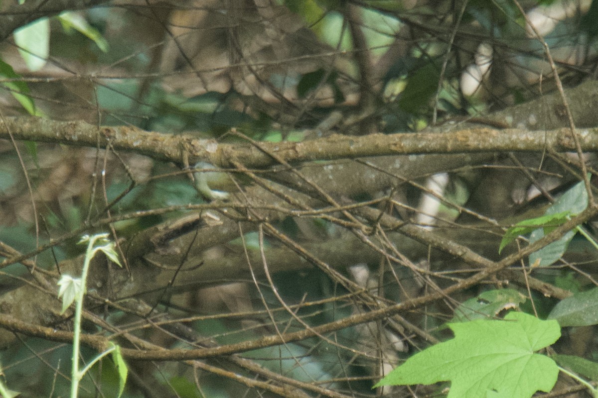 Black-throated Sunbird - ML627764076