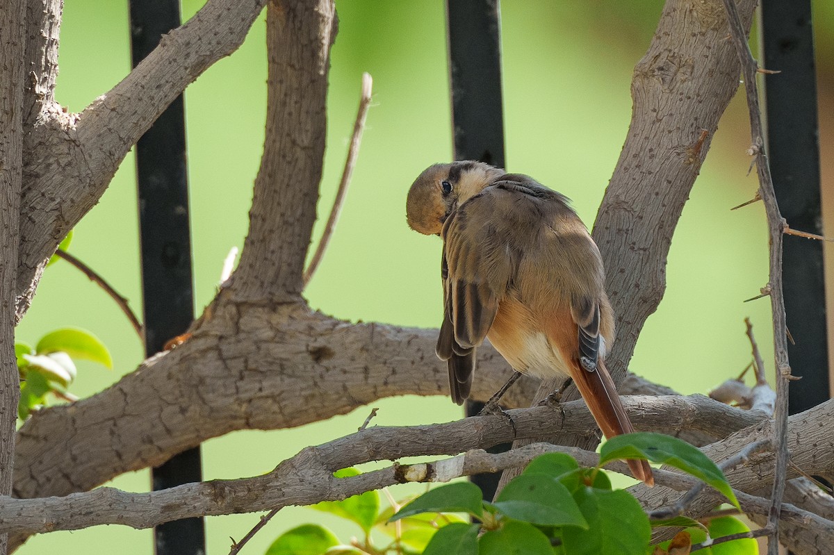 Isabelline Shrike (Daurian) - ML627764107