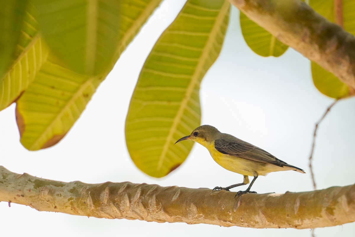 Purple Sunbird - ML627764108