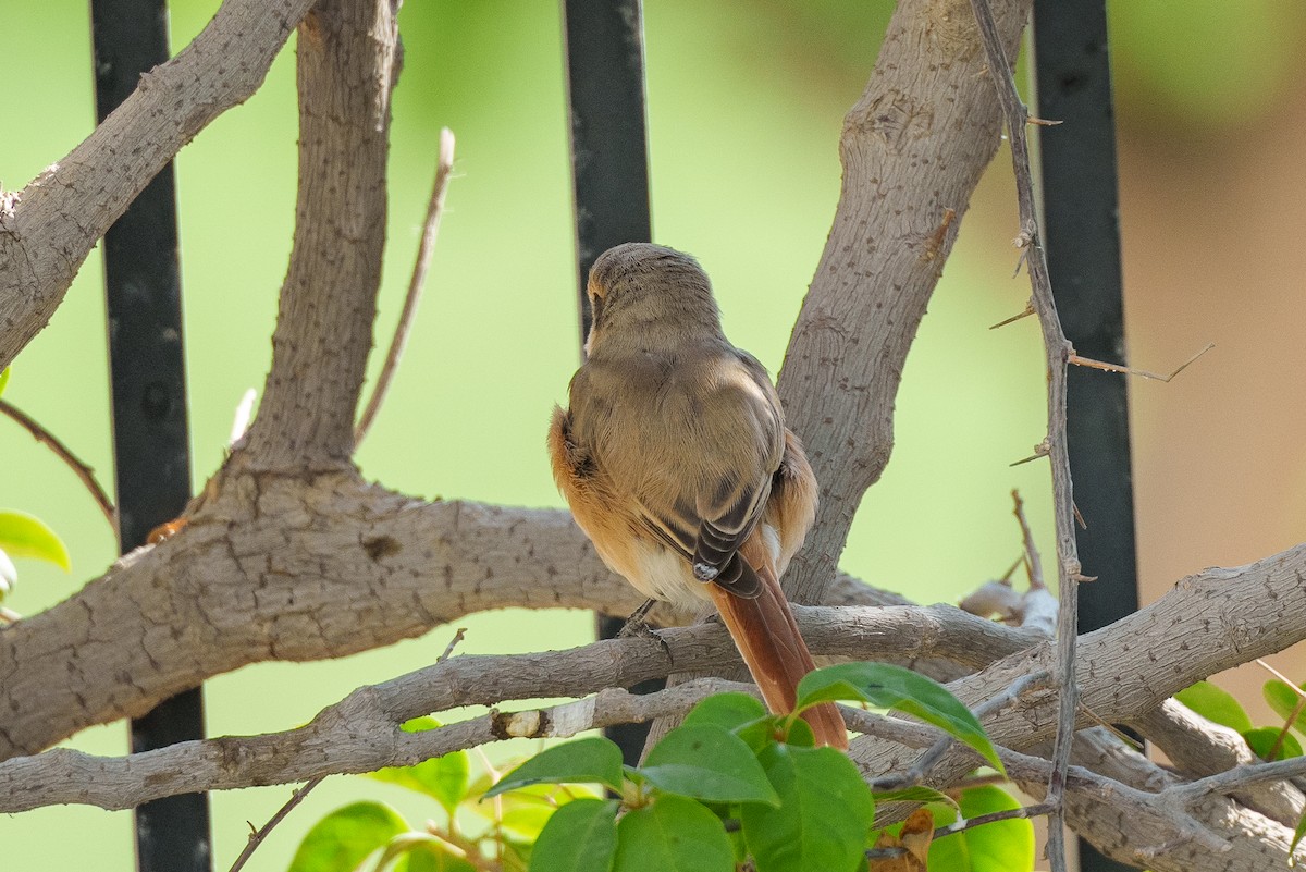 Isabelline Shrike (Daurian) - ML627764109