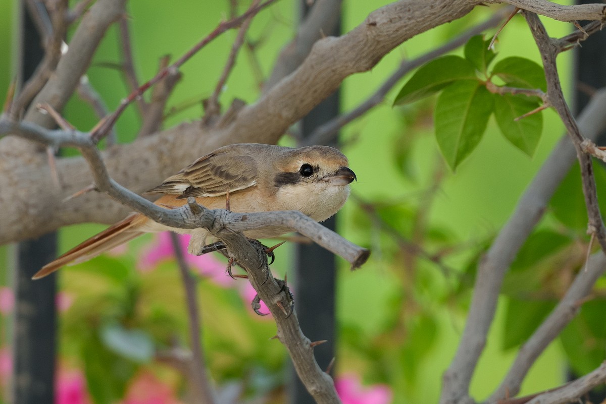 Isabelline Shrike (Daurian) - ML627764110