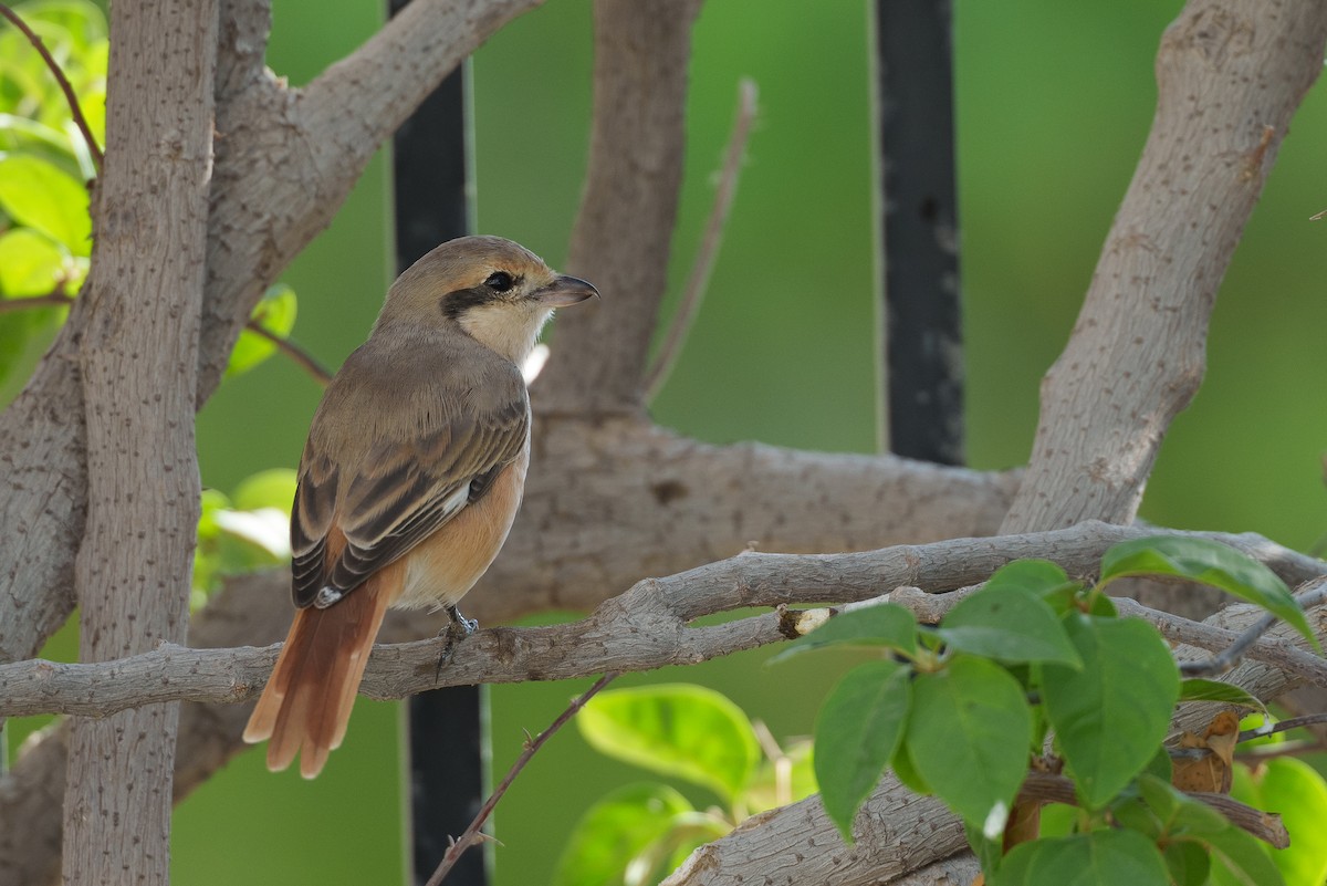 Isabelline Shrike (Daurian) - ML627764113