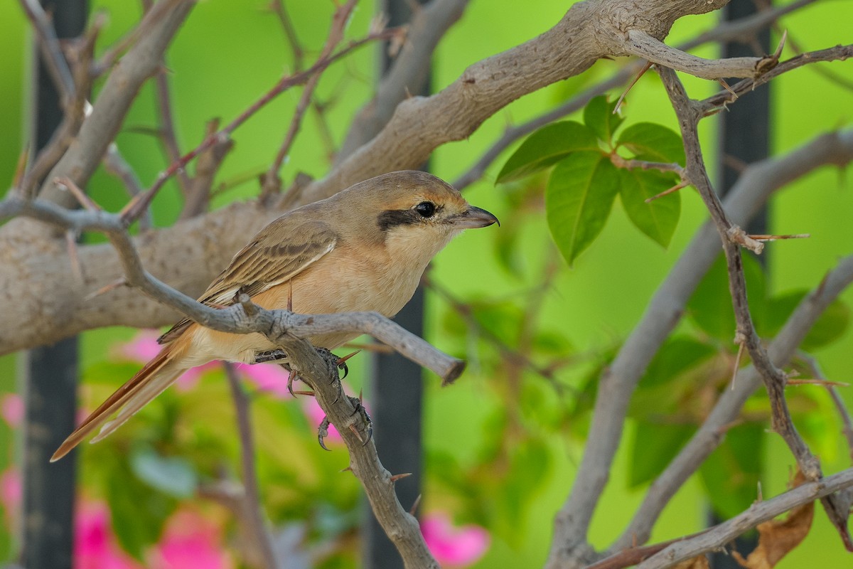 Isabelline Shrike (Daurian) - ML627764114