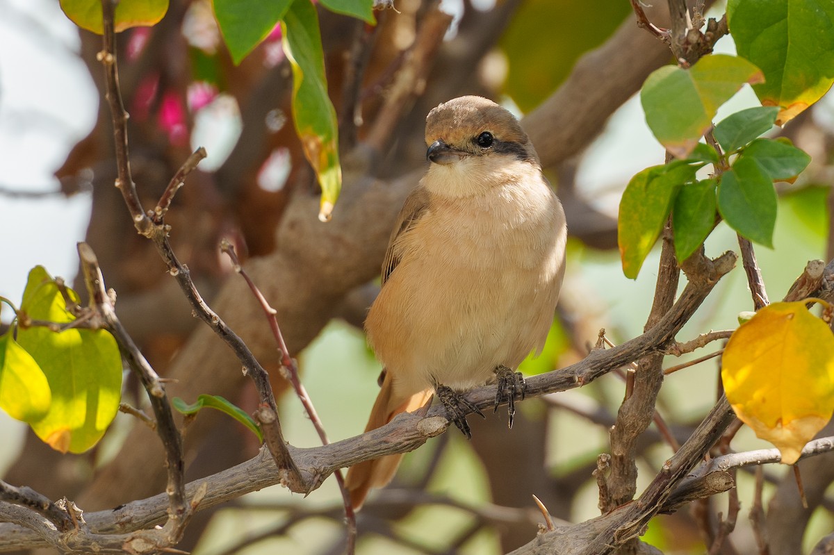 Isabelline Shrike (Daurian) - ML627764115